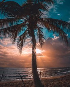 a palm tree sitting on top of a beach next to the ocean under a cloudy sky