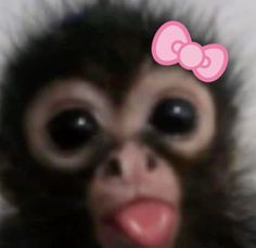 a monkey with a pink bow on it's head is shown in this image