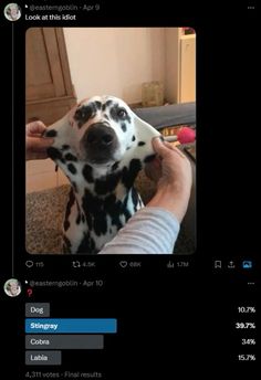 a person holding a dalmatian dog up to its face with the caption's name on it