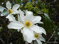 two white flowers with green leaves in the background