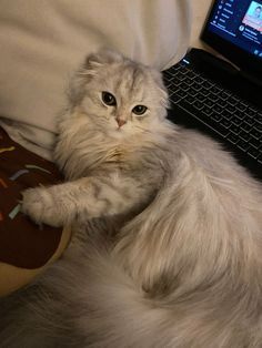 a fluffy white cat laying on top of a laptop computer next to a person's lap