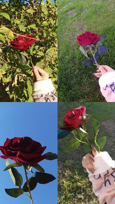 four different images of roses with writing on them and one being held in the air by someone's hand