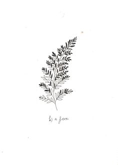 a black and white drawing of a plant