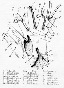 diagram of the inside of a human hand