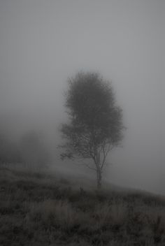 a lone tree in the middle of a field on a foggy day