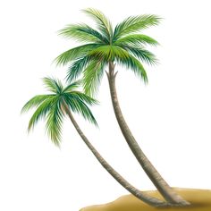 two palm trees in the sand on a white background