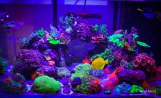 an aquarium filled with lots of different types of colorful corals and fish in it