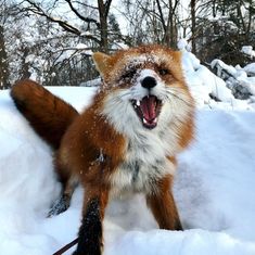 a red fox with it's mouth open in the snow