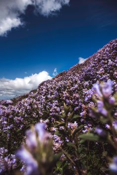 purple flowers growing on the side of a hill under a blue sky with white clouds