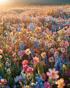 a field full of colorful flowers with the sun in the background