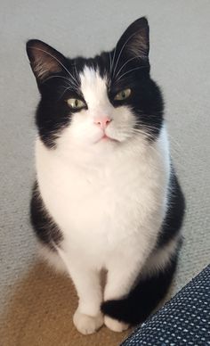 a black and white cat sitting on the floor looking at something with an intense look