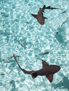 several fish swimming in the water near each other