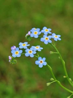 small blue flowers with yellow centers are in the foreground and green grass in the background