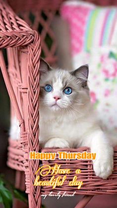 a white cat with blue eyes sitting in a wicker chair