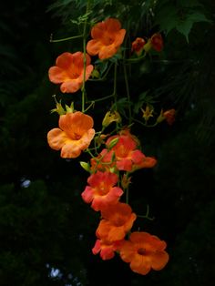 orange and red flowers hanging from a tree