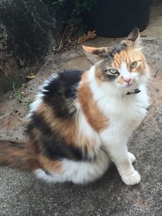 a multicolored cat sitting on the ground