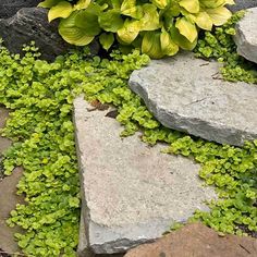 Yellow Creeping Jenny has trailing chartreuse leaves that spread vigorously. Lysimachia Nummularia, Perennial Ground Cover, Fast Growing Evergreens, Creeping Jenny, Best Perennials, Plants Growing, Shade Perennials, Ground Cover Plants, Perennial Garden