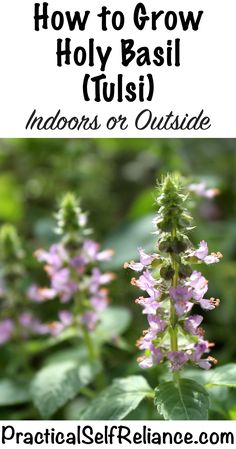 Medicinal Gardening, Medicine Plants, Indoor Herbs, Growing Food Indoors, Modern Homesteading, Medicinal Garden, Food Gardening, Gardening Vegetables