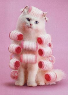 a white cat sitting on top of a pile of pink hair