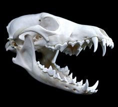 an animal's skull is shown with its mouth open