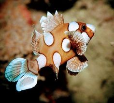 an orange and white fish with spots on it's body