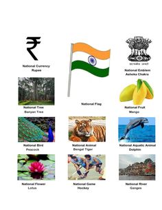 Indian National Symobls Indian National Animal, Indian National Symbols Drawing, Our National Symbols India, National Symbols Of India Chart, National Festivals Of India Chart, National Symbols Of India Worksheet, National Symbols Of India For Kids, Indian National Symbols, National Animal Of India