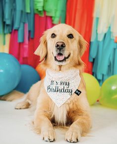 a golden retriever dog wearing a bib with it's name on it