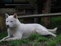 a white dog laying in the grass next to a bench