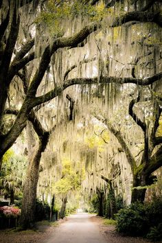 an image of a tree lined road with spanish moss hanging from it's branches