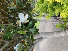 there is a white flower on the tree