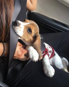 a small dog sitting in the back seat of a car next to a woman's arm