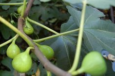 some green fruit hanging from a tree branch