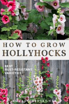 how to grow hollyhocks in the garden with text overlay that reads, how to grow hollyhocks best resistant varieties