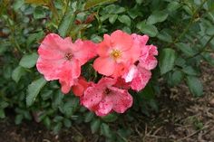 pink flowers with green leaves in the background