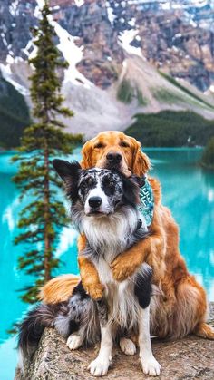 a dog sitting on top of a rock next to a lake with mountains in the background