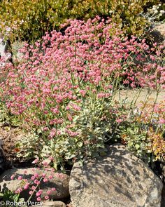 some pink flowers are growing in the rocks