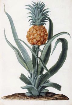 a pineapple plant with long green leaves