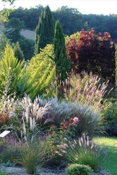 a garden with lots of different types of plants and trees in the background, including grass