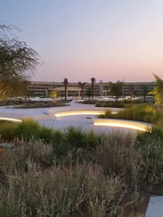 an outdoor area with lights and plants in the foreground at dusk, surrounded by palm trees