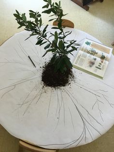 a plant is growing out of the ground on top of a table with an open book