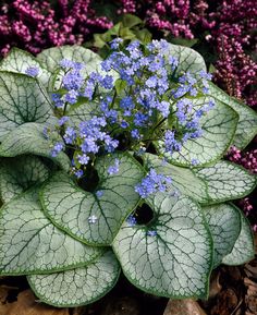 some blue flowers and green leaves on the ground