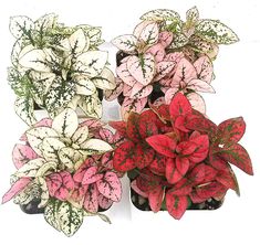 three potted plants with red and white leaves on them, one is green and the other is pink