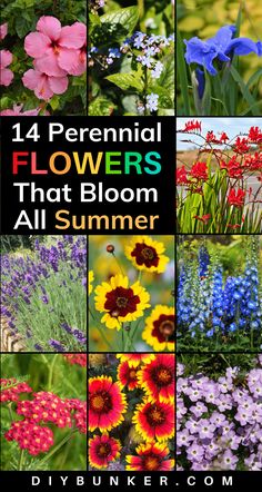 14 Gorgeous Perennial Flowers That Bloom All Summer Rainbow Perennial Garden, Zone 7 Perrenial Flower Bed, Oklahoma Perennial Garden, Mid Summer Blooming Perennials, Easy Perennial Garden Ideas, Minnesota Flower Garden Ideas, Small Perennial Flower Bed Ideas, Perennial Wildflower Garden, Perinneal Garden Ideas