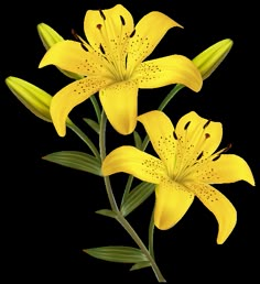 three yellow lilies with green leaves on a white background