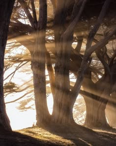 the sun shines through the trees on a sunny day