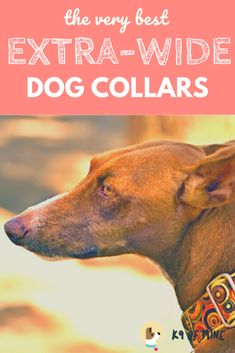 the very best extra - wide dog collars for all ages and breeds in the world