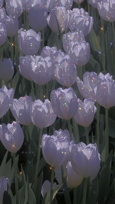 the flowers are blooming very nicely in the sun and some water droplets on them