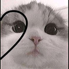 a black and white photo of a cat's face with a heart drawn on it