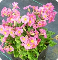 pink flowers in a black pot with green leaves