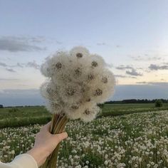 a person is holding a bunch of dandelions in their hand while standing in a field